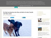 Bild zum Artikel: Der Hund verschwand aus dem Haus und kehrte mit seiner Freundin nach Hause zurück