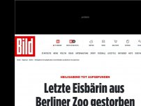 Bild zum Artikel: Sie wurde 37 Jahre alt - Letzte Eisbärin im Berliner Zoo gestorben