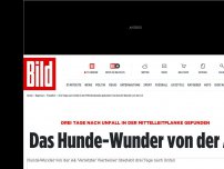 Bild zum Artikel: Drei Tage nach Unfall - Hunde-Wunder auf der A4