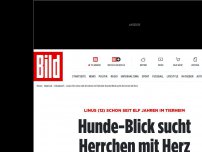 Bild zum Artikel: Seit 11 Jahren im Heim - Hunde-Blick sucht Herrchen mit Herz