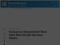 Bild zum Artikel: Verlassen im Abwasserkanal: Mann rettet Hund und gibt ihm neues Zuhause