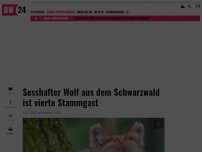 Bild zum Artikel: Sesshafter Wolf aus dem Schwarzwald ist vierte Stammgast