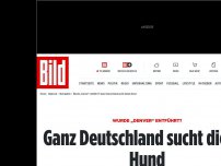 Bild zum Artikel: Wurde er entführt? - Ganz Deutschland sucht diesen Hund