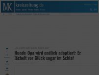 Bild zum Artikel: Hunde-Opa wird endlich adoptiert: Er lächelt vor Glück sogar im Schlaf