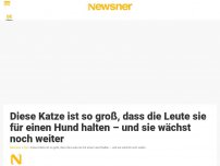 Bild zum Artikel: Diese Katze ist so groß, dass die Leute sie für einen Hund halten – und sie wächst noch weiter