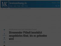 Bild zum Artikel: Streunender Pitbull beschützt ausgebüxtes Kind, bis es gefunden wird