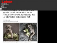 Bild zum Artikel: 'Eine Bindung fürs Leben': Der große Hund trennt sich keine Sekunde von dem Spielzeug, das er als Welpe bekommen hat