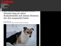 Bild zum Artikel: Der treue Hund wartete sechs Monate lang an einer Bushaltestelle auf seinen Besitzer, der ihn ausgesetzt hatte