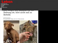 Bild zum Artikel: Der Welpe, der dankbar für die Rettung ist, hört nicht auf zu lächeln