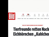 Bild zum Artikel: Haarausfall - Tierfreunde retten Nackt-Eichhörnchen „Kahlchen“