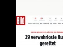 Bild zum Artikel: Kampf ums Überleben - 29 verwahrloste Hunde gerettet