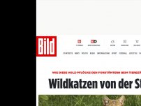 Bild zum Artikel: In Niedersachsens Wäldern - Wildkatzen von der Stange