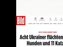 Bild zum Artikel: „Nicht ohne unsere Tiere! - Acht Ukrainer flüchten mit 35 Hunden und 11 Katzen