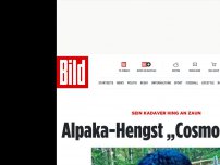 Bild zum Artikel: Kadaver hing an Zaun - Alpaka-Hengst „Cosmo“ ist tot