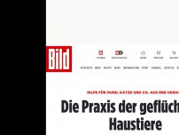 Bild zum Artikel: Ärztin hilft kostenlos - Die Praxis der geflüchteten Haustiere