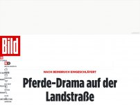 Bild zum Artikel: Tod nach Beinbruch  - Pferde-Drama auf der Landstraße