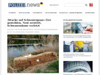 Bild zum Artikel: Unbekannte Tierquäler misshandeln Schwäne: Eier gestohlen, Nest zerstört, Schwanendame verletzt