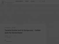 Bild zum Artikel: Tarantel breitet sich in Europa aus – Gefahr auch für Deutschland