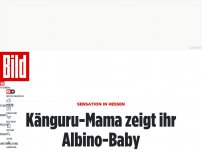 Bild zum Artikel: Sensation in Hessen - Känguru-Mama zeigt ihr Albino-Baby