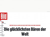 Bild zum Artikel: Nach Rettung aus der Ukraine - Die glücklichsten Bären der Welt