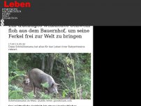 Bild zum Artikel: Ein trächtiges weibliches Schwein floh aus dem Bauernhof, um seine Ferkel frei zur Welt zu bringen