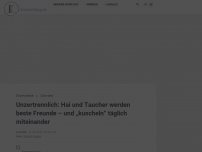 Bild zum Artikel: Unzertrennlich: Hai und Taucher werden beste Freunde – und „kuscheln“ täglich miteinander