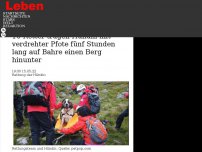 Bild zum Artikel: 16 Retter trugen Hündin mit verdrehter Pfote fünf Stunden lang auf Bahre einen Berg hinunter