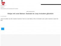 Bild zum Artikel: Welpe mit zwei Beinen: Deshalb ist Joey trotzdem glücklich