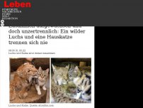 Bild zum Artikel: Zusammen aufgewachsen und doch unzertrennlich: Ein wilder Luchs und eine Hauskatze trennen sich nie