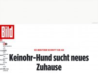 Bild zum Artikel: Besitzer schnitt sie ab - Keinohr-Hund sucht neues Zuhause