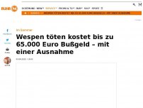 Bild zum Artikel: Wespen töten verboten: 65.000 Euro Bußgeld droht – mit einer Ausnahme