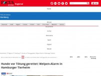 Bild zum Artikel: - Hunde vor Tötung gerettet: Welpen-Alarm in Hamburger Tierheim