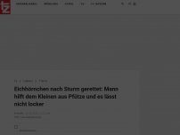 Bild zum Artikel: Eichhörnchen nach Sturm gerettet: Mann hilft dem Kleinen aus Pfütze und es lässt nicht locker