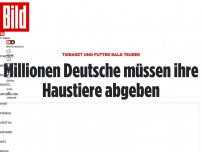 Bild zum Artikel: Tierarzt und Futter bald teurer - Millionen Deutsche müssen ihre Haustiere abgeben