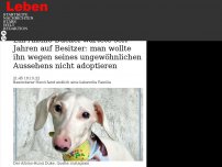 Bild zum Artikel: Ein Albino-Dackel wartete seit Jahren auf Besitzer: man wollte ihn wegen seines ungewöhnlichen Aussehens nicht adoptieren