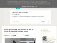 Bild zum Artikel: Seit zehn Jahren geht dieser Hund jeden Tag in den Laden, um Frühstück für seine geliebte Großmutter zu kaufen