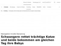 Bild zum Artikel: Schwangere rettet trächtige Katze - beide bekommen am selben Tag ihre Babys<br>