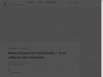 Bild zum Artikel: Neues Zuhause für Hund Rambo – er ist völlig aus dem Häuschen