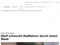 Bild zum Artikel: Wolf jagt Fahrradfahrer durch den Park<br>