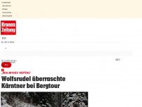 Bild zum Artikel: Wolfsrudel überraschte Kärntner bei Bergtour