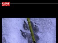 Bild zum Artikel: War ein Wolf ganz in der Nähe? 'Da wird einem schon mulmig'
