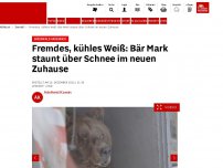 Bild zum Artikel: Bärenwald Arbesbach - Fremdes, kühles Weiß: Bär Mark staunt über Schnee im neuen Zuhause