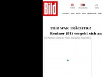 Bild zum Artikel: Tier war trächtig! - Rentner (81) vergeht sich an Ponystute