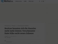 Bild zum Artikel: Besitzer konnten sich ihr Haustier nicht mehr leisten: Verschmuster Kater Kiko sucht neues Zuhause