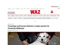 Bild zum Artikel: Tier der Woche : Traumtyp auf kurzen Beinen: Lumpi wartet im Tierheim Mülheim