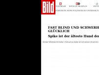 Bild zum Artikel: Fast blind und schwerhörig - Spike ist der älteste Hund der Welt