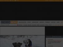 Bild zum Artikel: Besitzer sind überglücklich: Hund Sammy (17) findet die vermisste Luzie