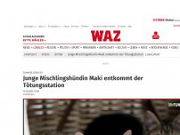 Bild zum Artikel: Zuhause gesucht: Junge Mischlingshündin Maki entkommt der Tötungsstation