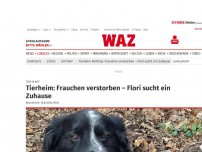 Bild zum Artikel: Tier in Not: Tierheim: Frauchen verstorben – Flori sucht ein Zuhause