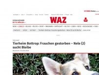 Bild zum Artikel: Tier in Not: Bottroper Tierheim sucht Zuhause für unerzogene Nele (2)